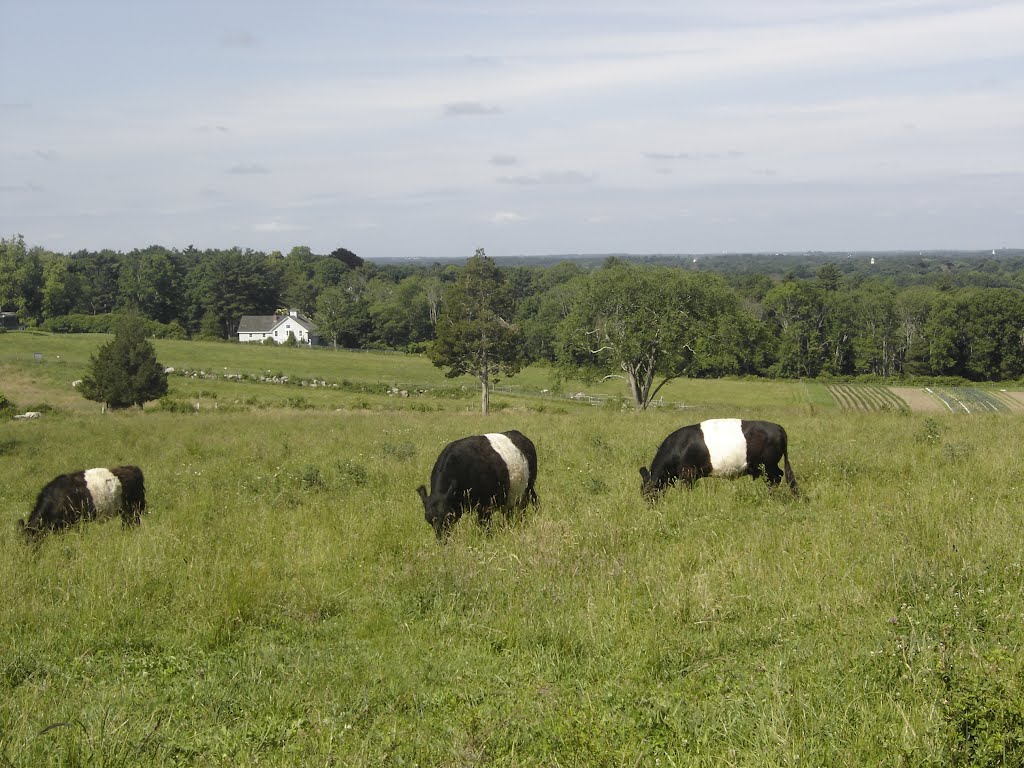 Belted cows at the Weir River Farm by chris1073