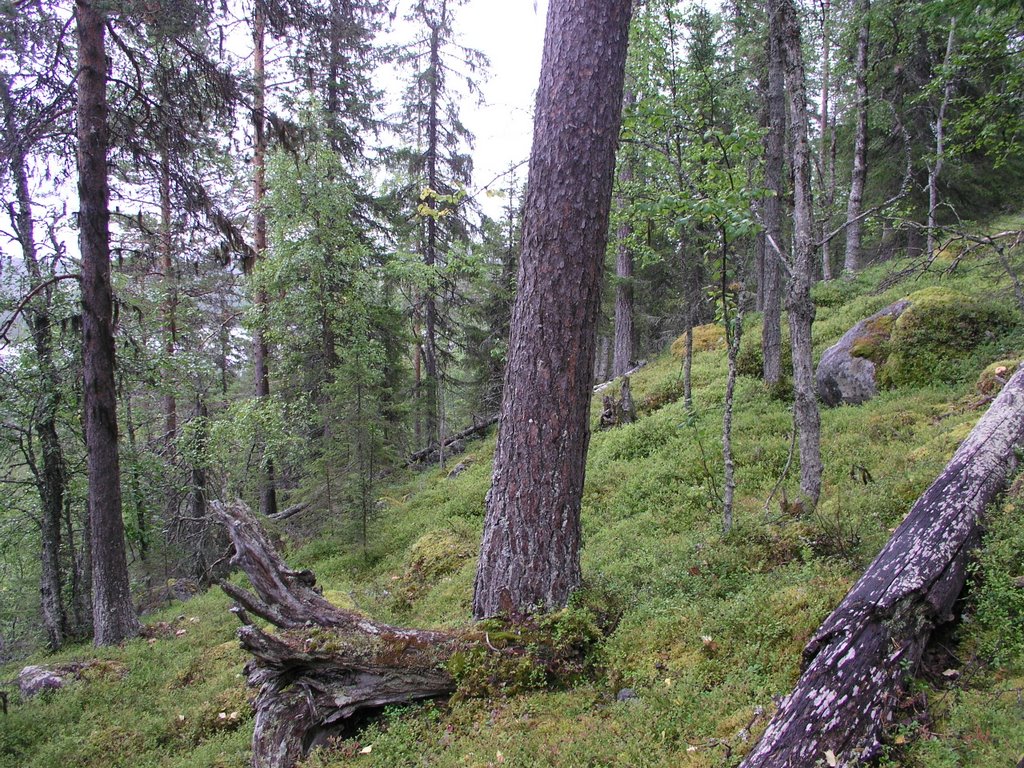 Gåbde N unprotected old-growth forest 3 by OlliM