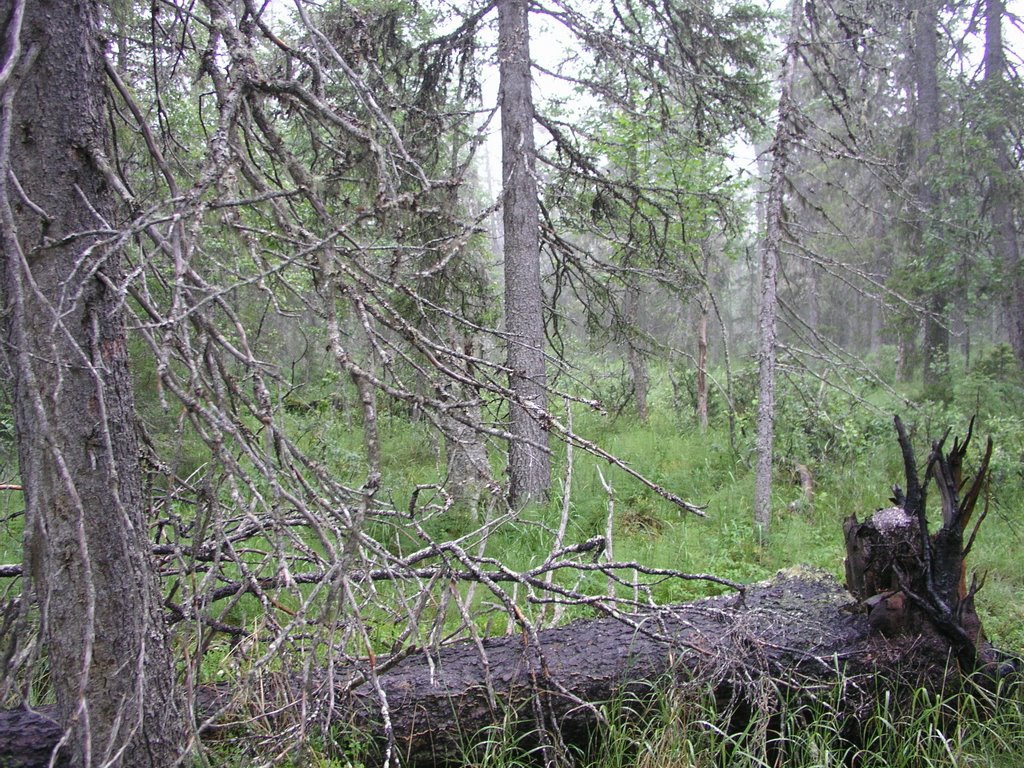 Koinuvaara unprotected old-growth forest 4 by OlliM