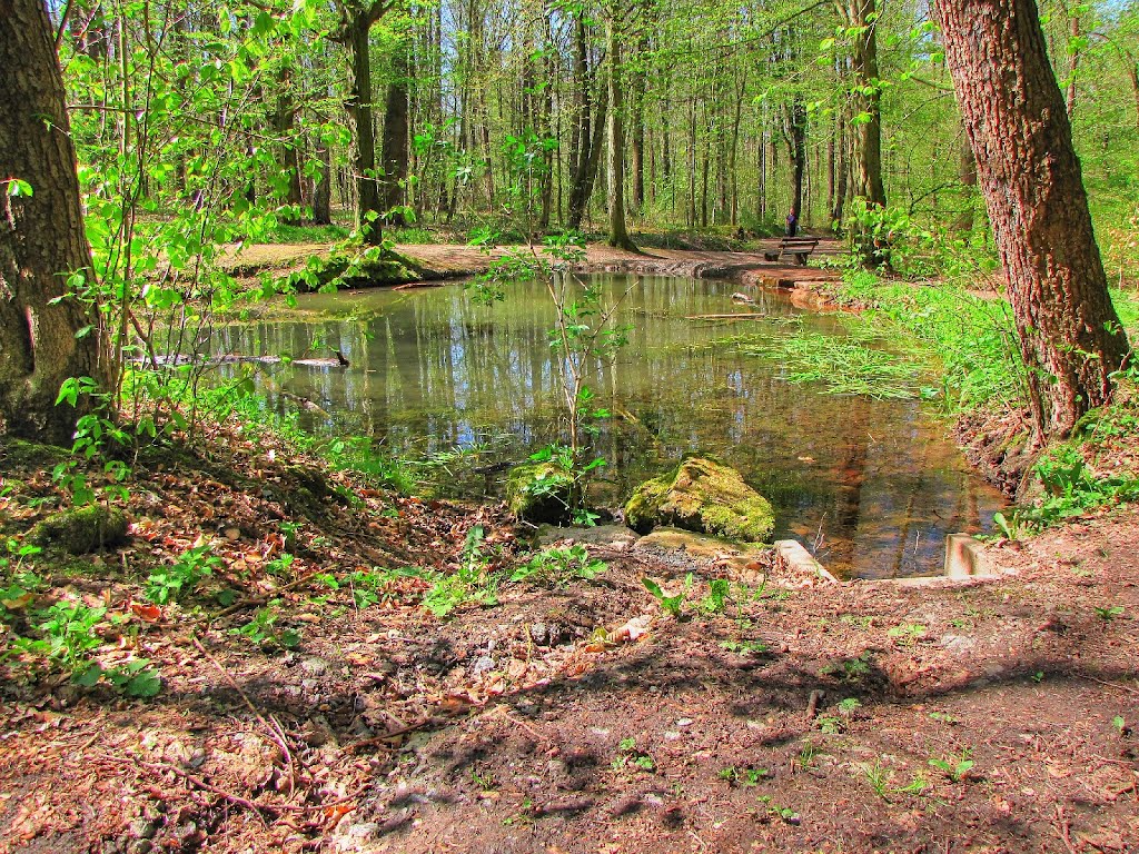 Im Zeisigwald - Goldbornteich by Rudolf Henkel