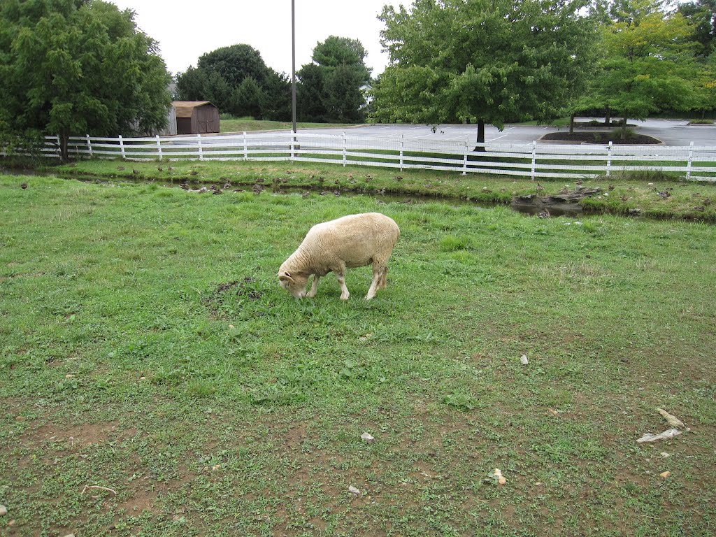 Lancaster, Pennsylvanie : mouton de la Ferme Amish by TitTornade