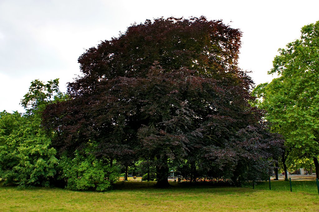 Copper Beech in Zoo Berlin by Lífþrasir