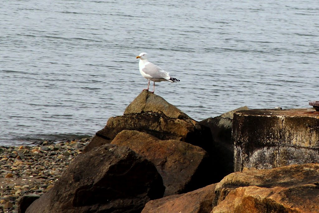 Perching Gull at Johnson Beach by John MacKinnon