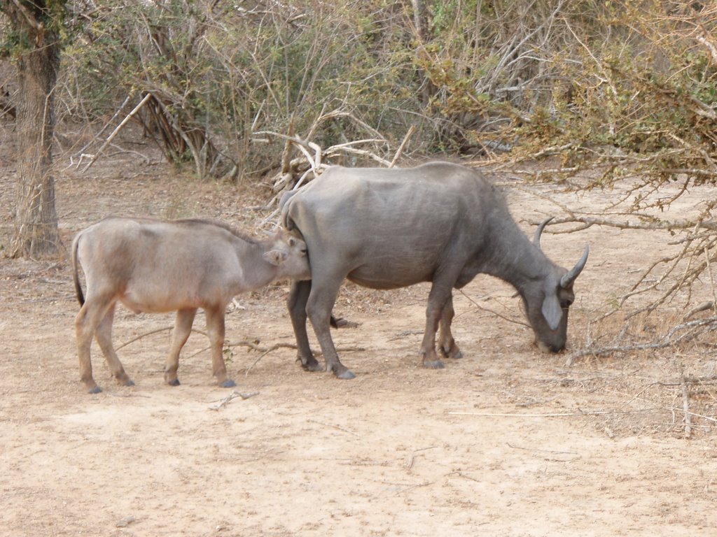 Mother and Calf by Kirsty_Clark