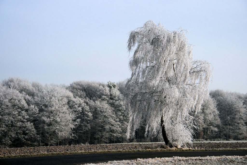 Baum im Reif beim Beulskopf by hendrik001