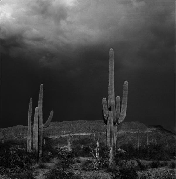 Storm beginning near Organ Pipe National Park by Aigars Liepins