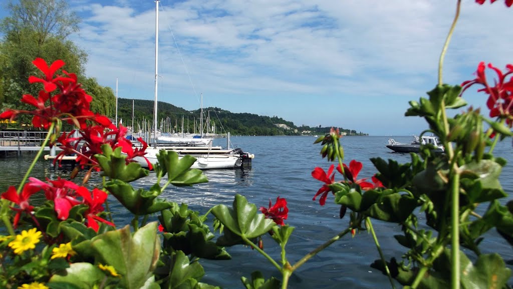 Hafen / Sipplingen am Bodensee by Dachsbracke