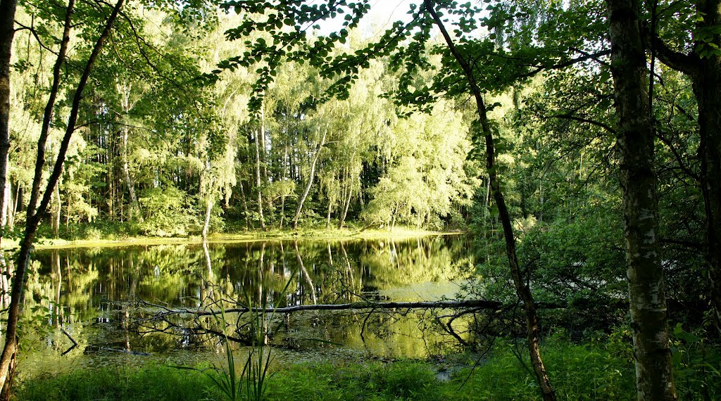 Moor lake near near Františkovy Lázně by Jarda1943