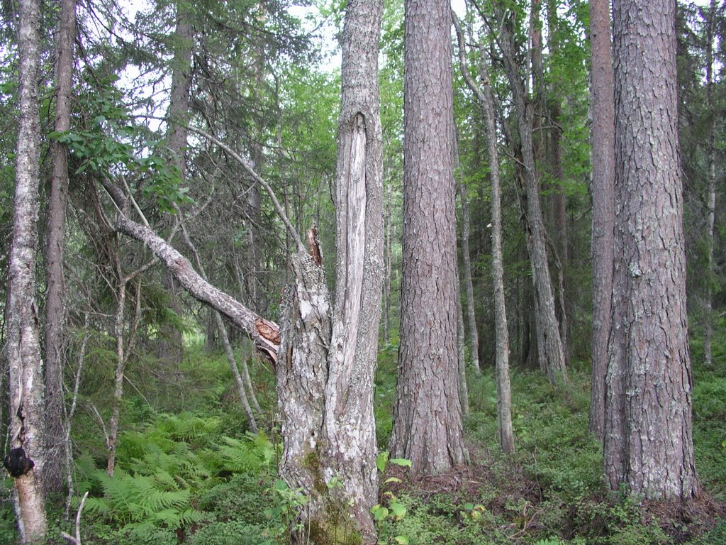 Stor-Alberget unprotected old-growth forest by OlliM