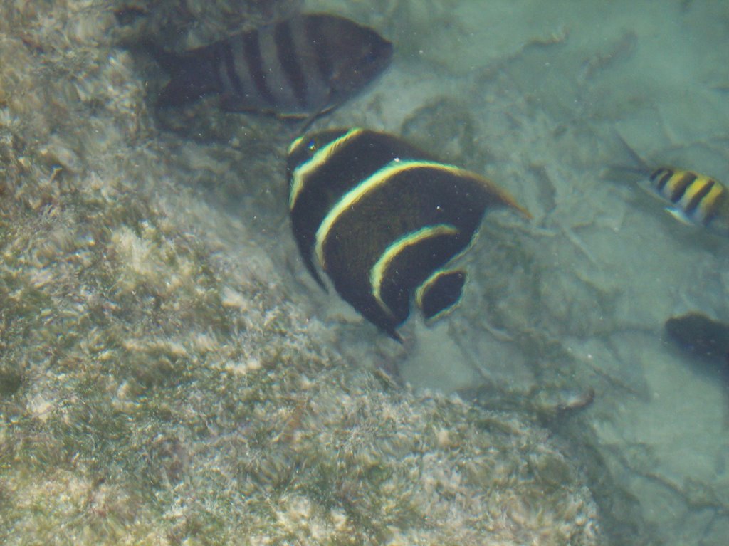 Nice snorkeling @ Yal Ku Lagoon Akumal by Alex urrutia