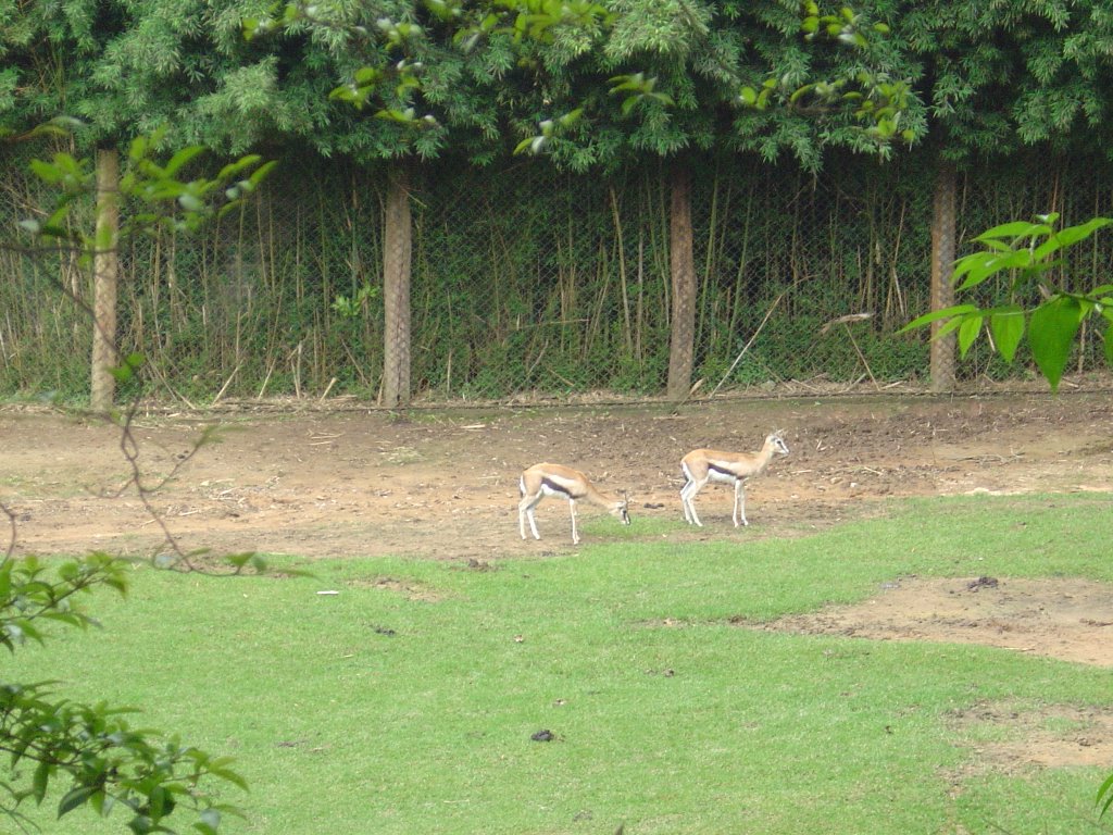 Zoo 07 São Paulo - SP by Valcenir