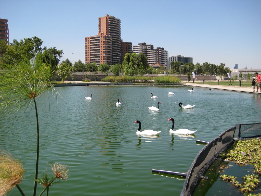 Cisnes en Parque Bicentenario (Vitacura) by Enrique Poblete Guer…