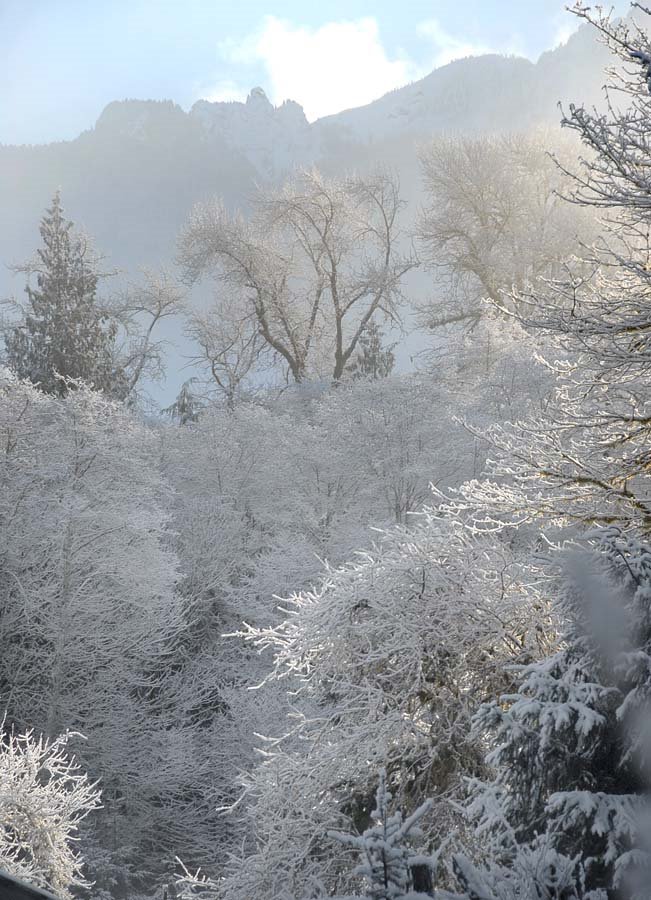 Snowy trees - 200801LJW by Larry Workman