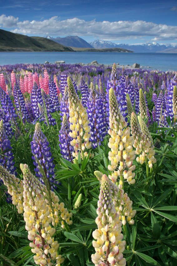 Lake Tekapo Lupins by Stuart Photos