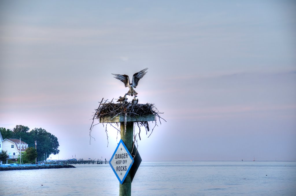 Osprey Nesting on the Bay by mattbaer