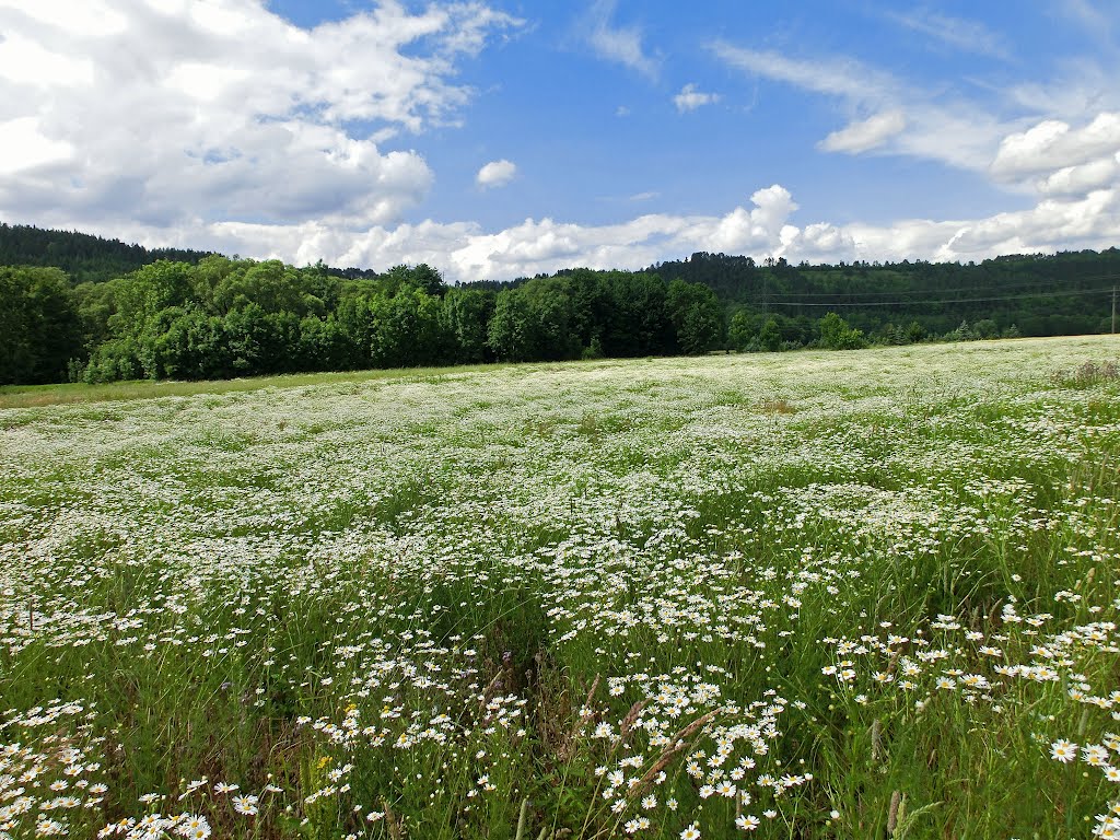 Kamillefeld bei Oberrodach by Alfred Walter