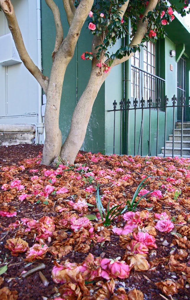 Womerah Avenue, Darlinghurst, New South Wales, Australia, August 2006 by gbfernie4