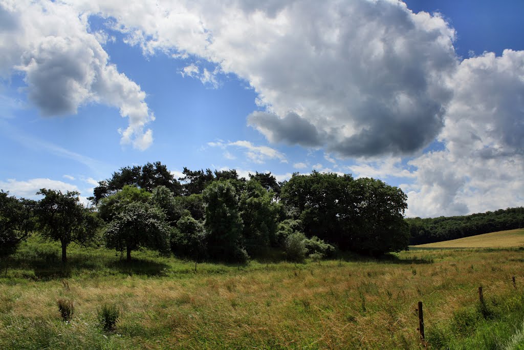 Im Birlenbacher Feld by oller rainer