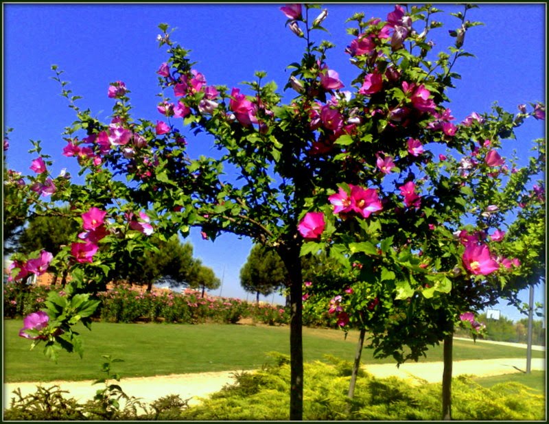 Madrid, Parque de Juan Carlos I by Andy Rodker