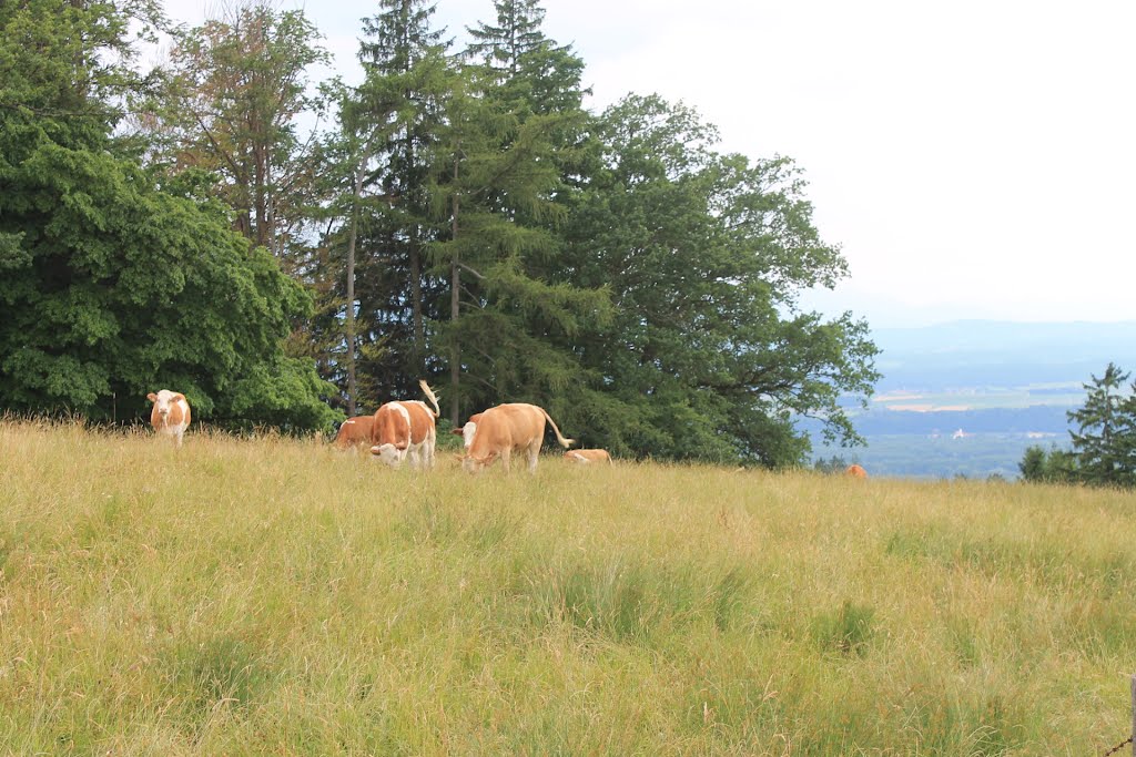 Cows in the mountains by Andrea-Patrizia Bauchinger