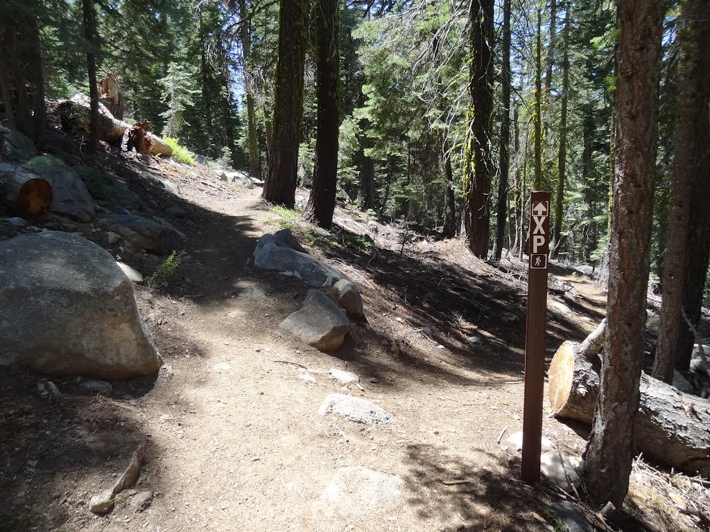 Junction with the Pony Express Trail (marked XP at right) with the Trail to Lover's Leap (at left); Eldorado National Forest by Robert H. Sydnor