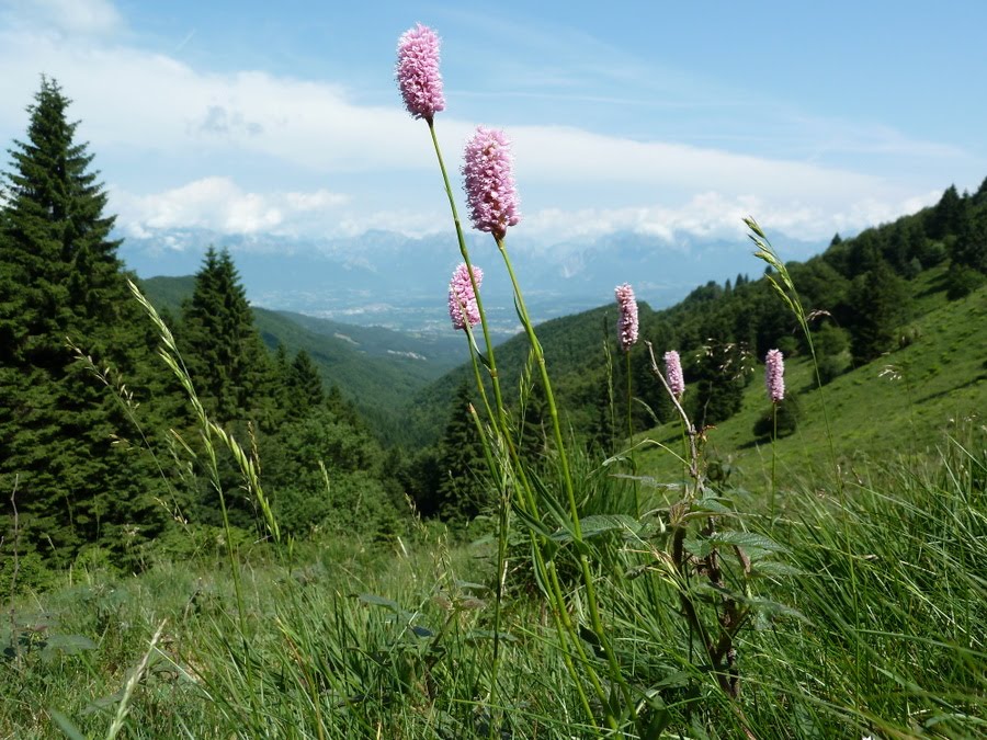 Bistorta officinalis Delarbre by aldo de bastiani