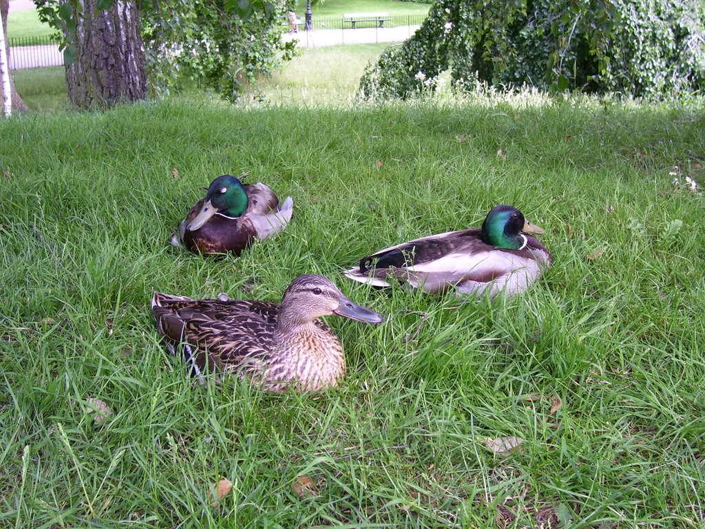 Hyde Park London by Bezzegi Aliz