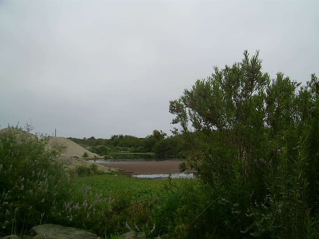 Humedal. Estero Casablanca, Tunquén. by Gerald Foxon