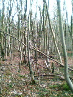 Dinas Powys woods by tombone