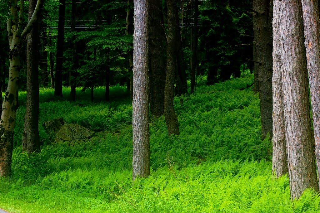 Green Ferns by E.Chappell