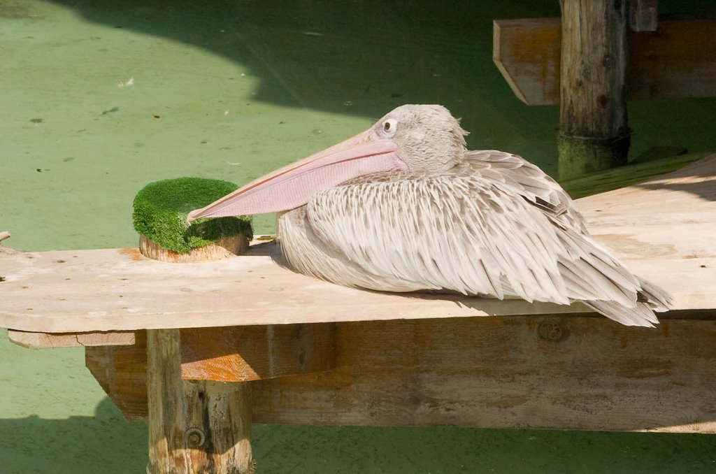 Pelican by Chris Delmege