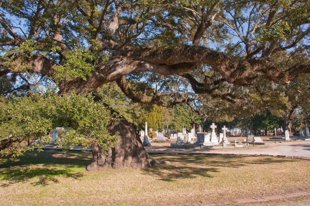 Magnoilia Cemetary by Mark Cowell