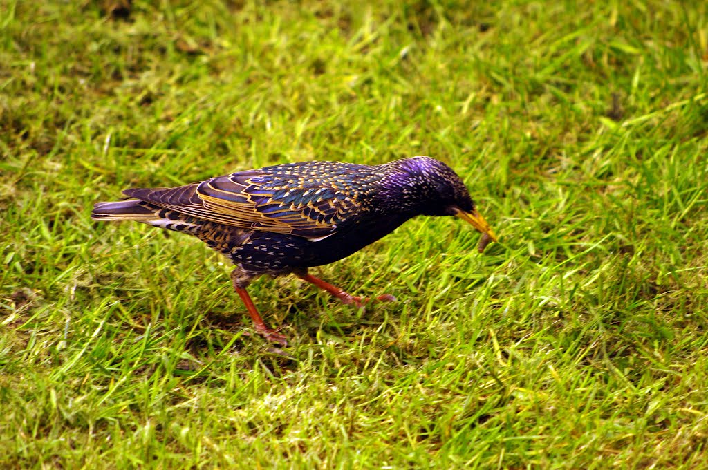 Starling's breakfast by Ramboost