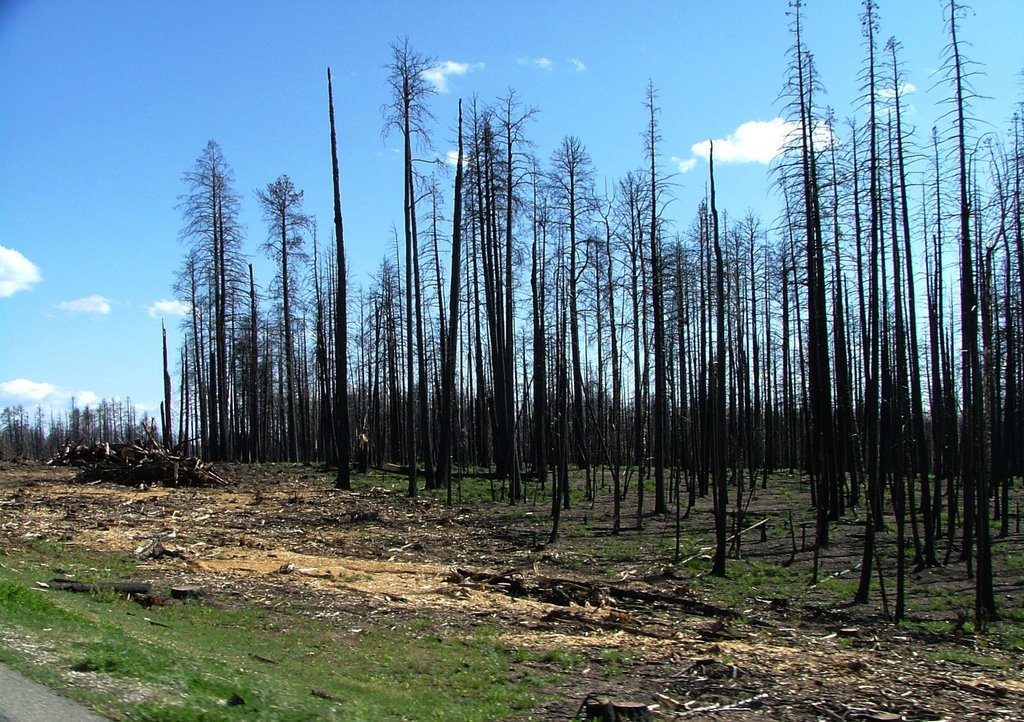 After fire. Kaibab National Forest by pic.point