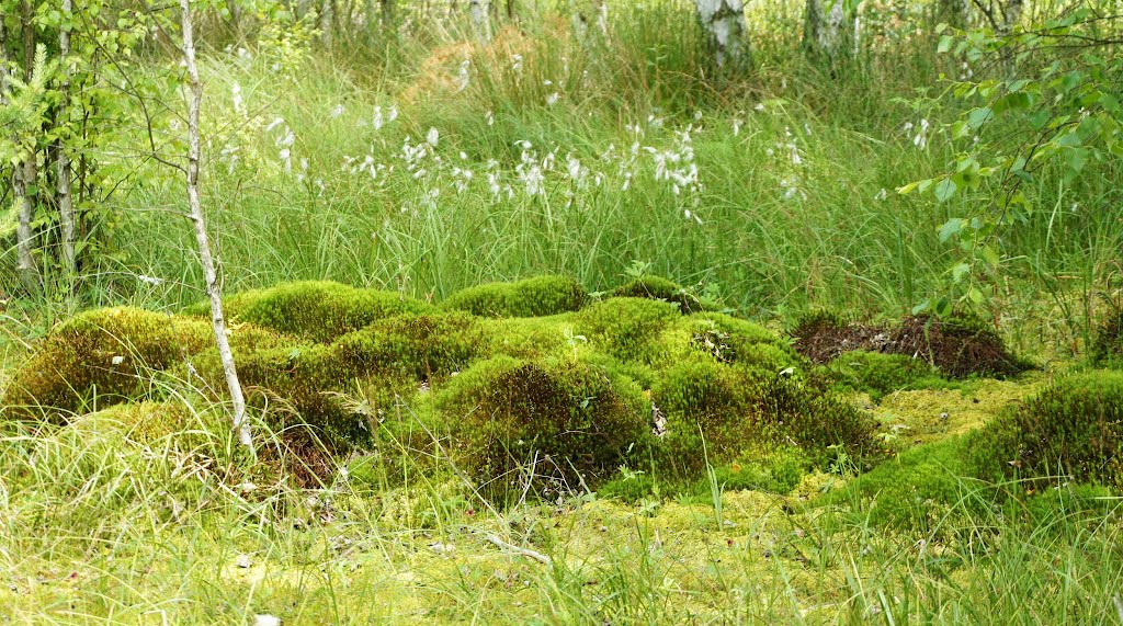 Moos within the parkland Soos by Jarda1943