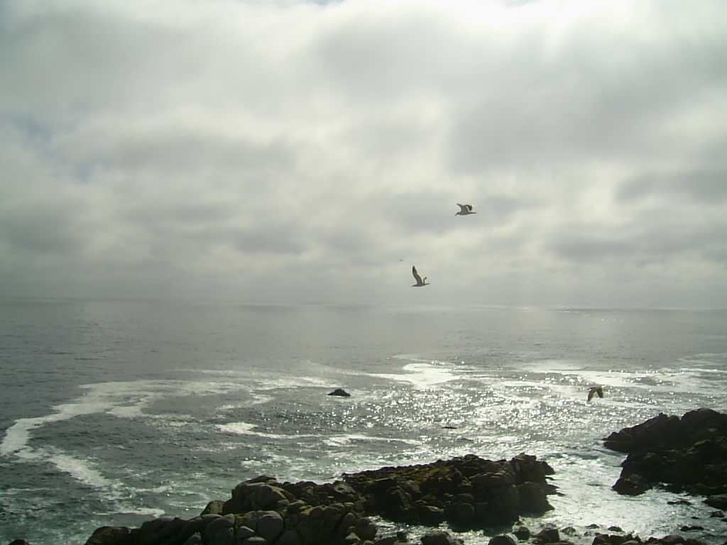 Aves en vuelo. Tunquén. by Gerald Foxon