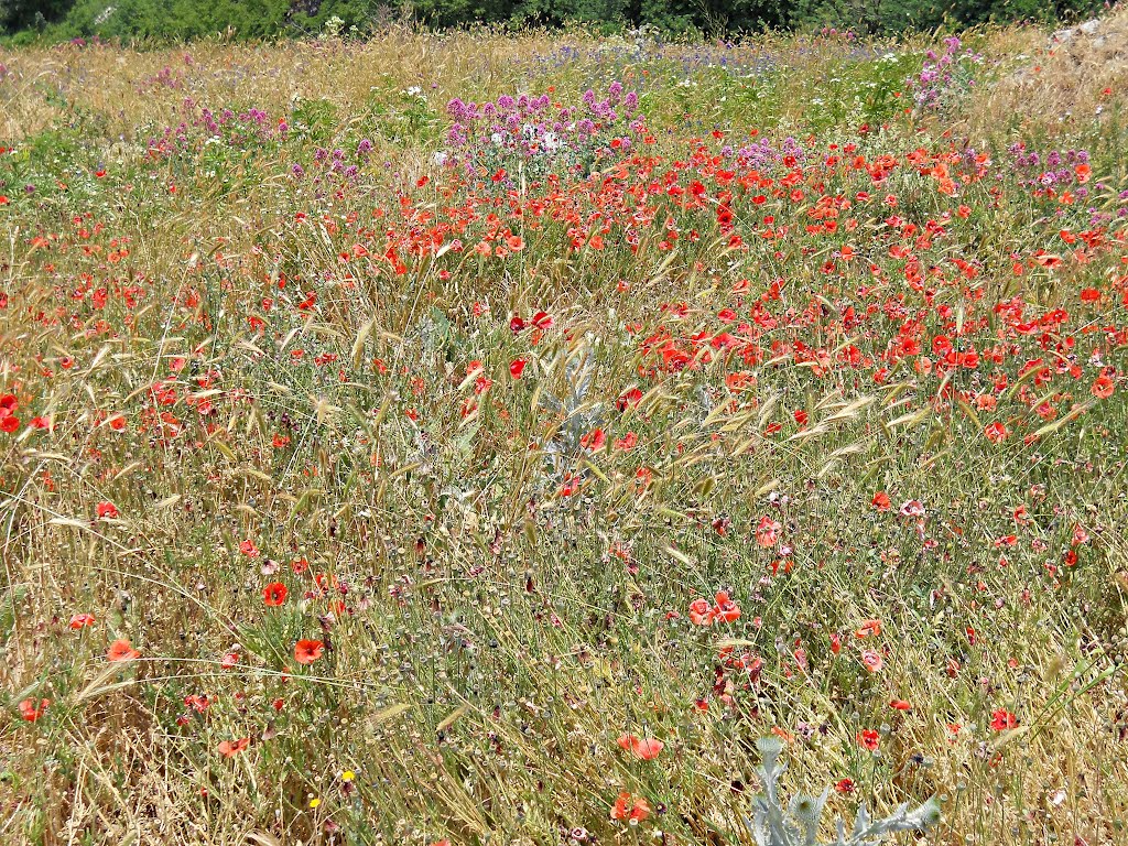 Il campo fiorito by roynap