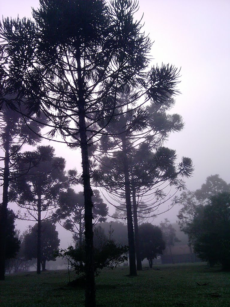 Araucárias e Neblina - 12/06/2012 by LorrantGabriel