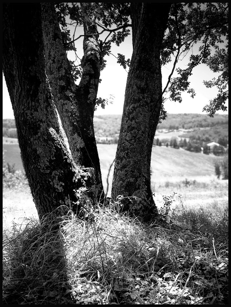 Bouquet de chênes... en N&B by Raby Jean-Luc