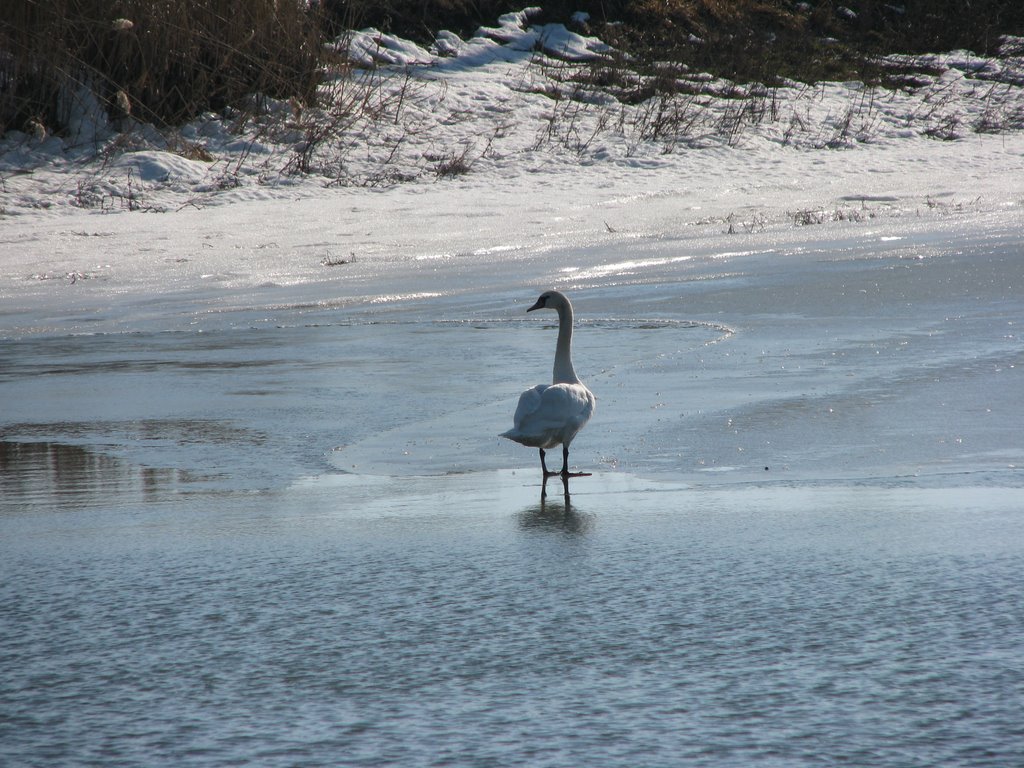 O lebada singurica/a lonely swan by eminbk