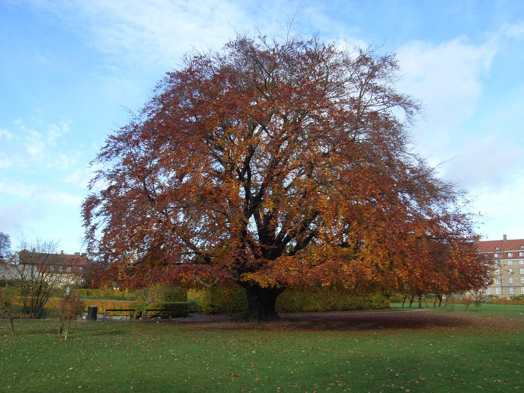 Red beech tree in autumn colors by Kinne Bassett