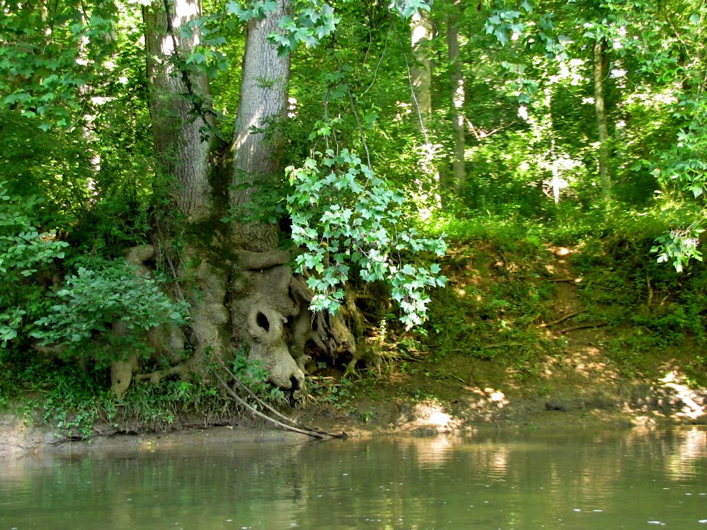 Deer Creek Trees by Chris Sanfino