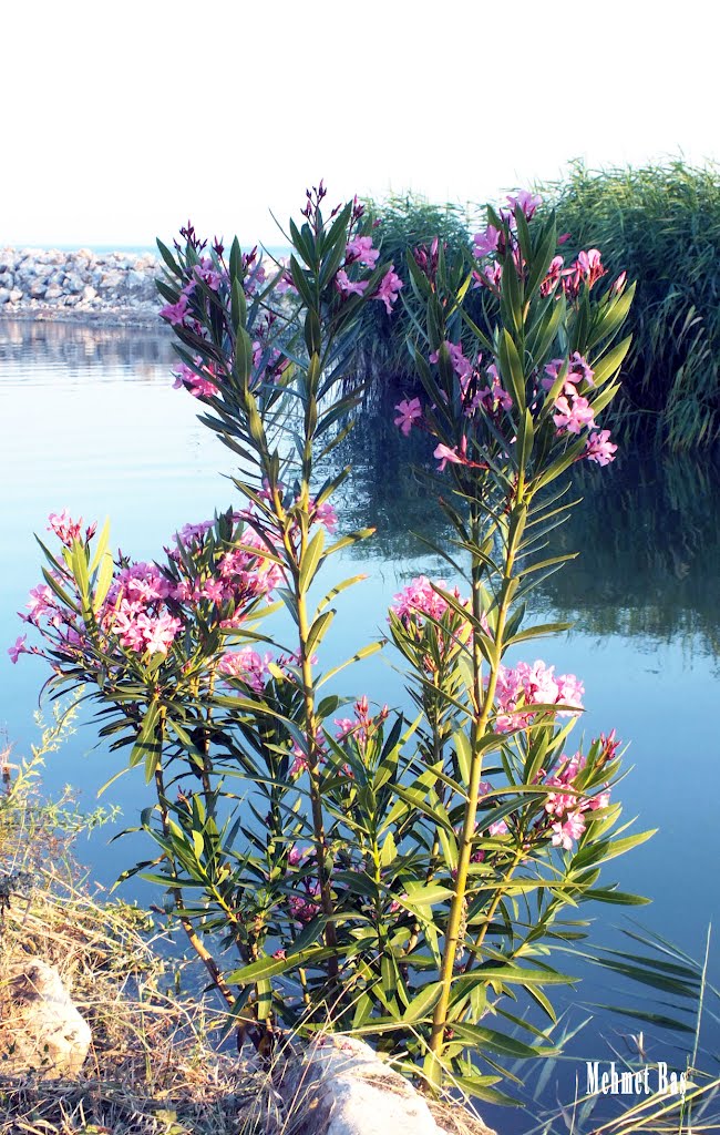 Mıhlı Stream, an oleander and reed beds by mehmet baş