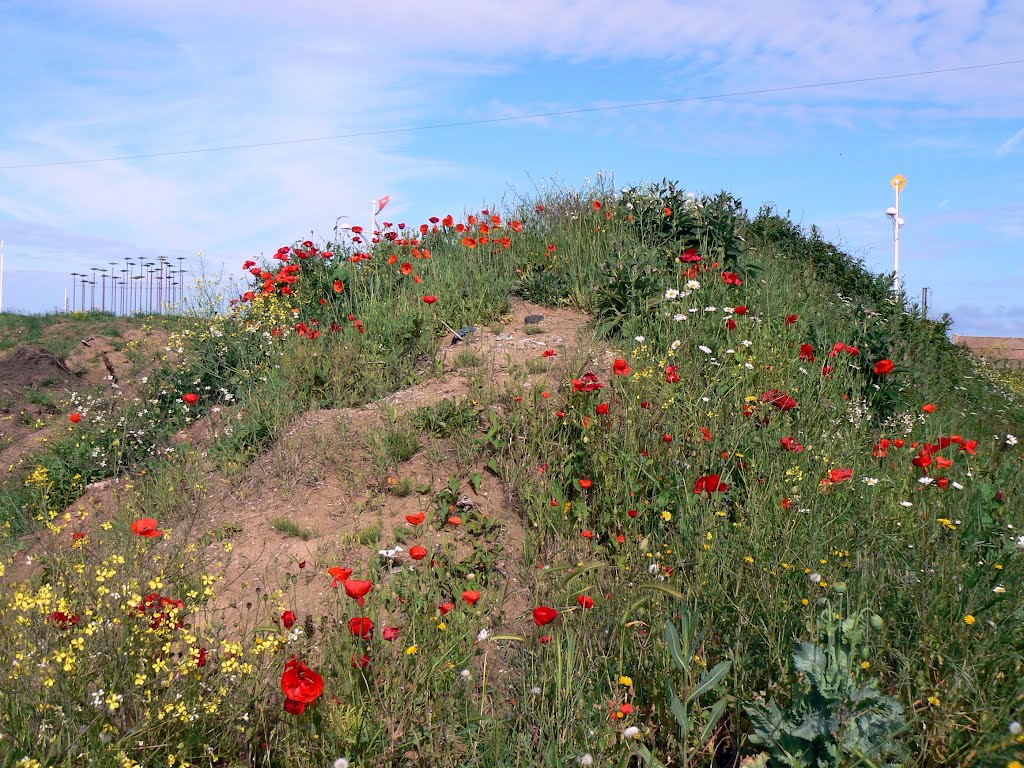 Wild Flowers on Sand dune by jimmy-walton