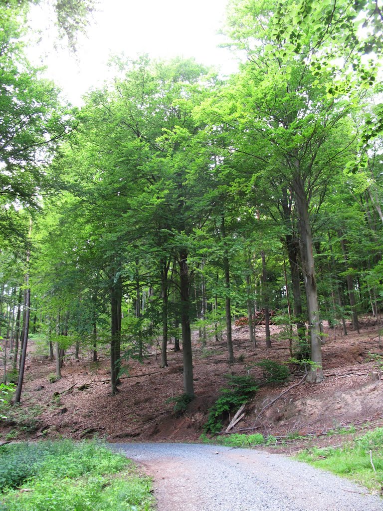 Auf dem Langen Weg am Tannenbuckel by lebola