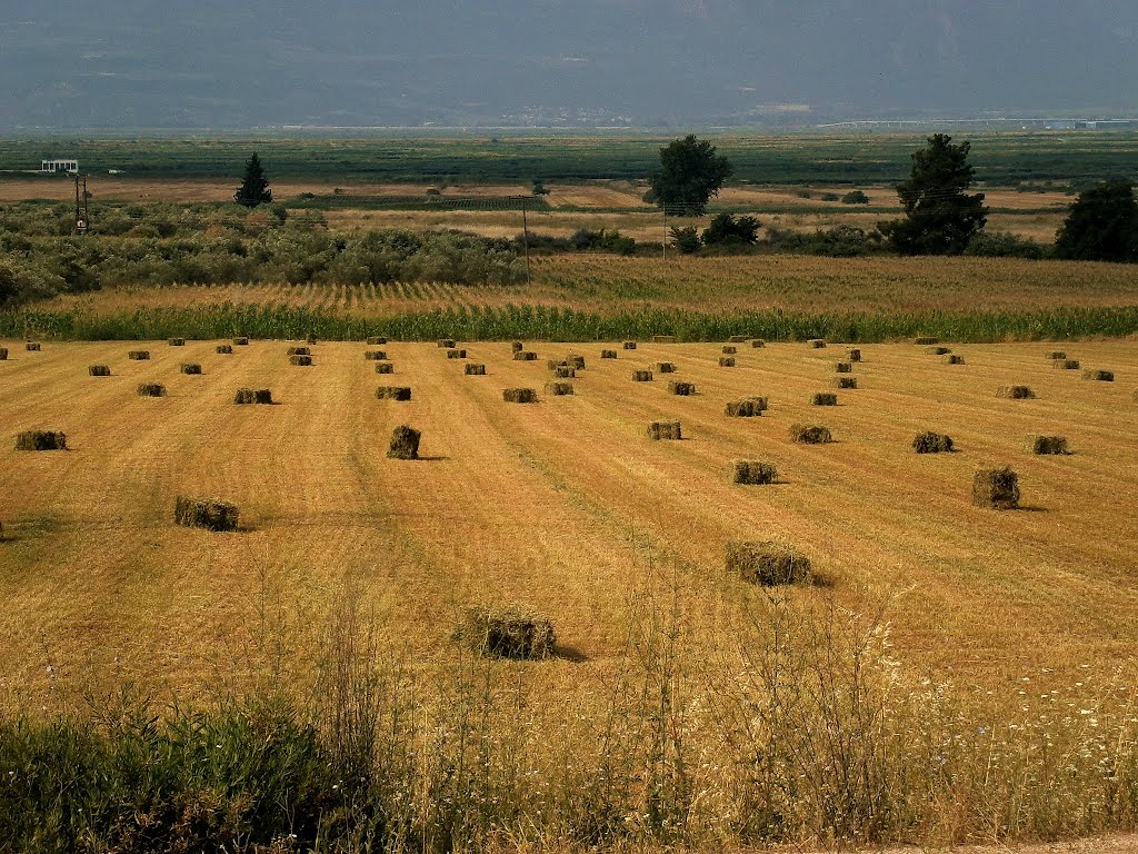 Harvest time! by ivan04