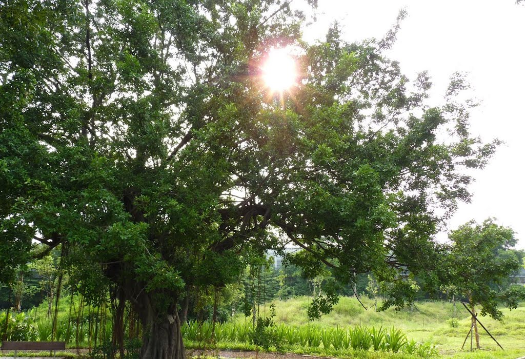 榕樹 Chinese Banyan_tao (Ficus microcarpa, 桑科 Moraceae) _ 高雄衛武營都會公園 Kaohsiung Wei-Wu-Yin Metropolitan Park by Tc Tao