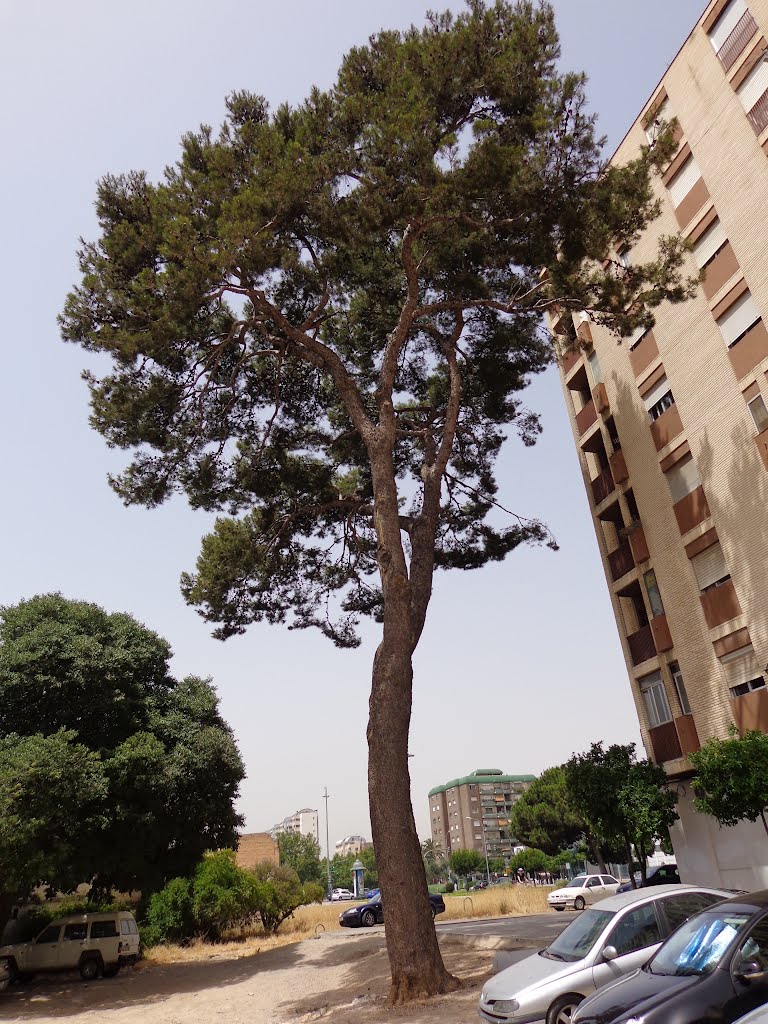 El Pino de Can Calet, Campanar-Valencia by travesierra