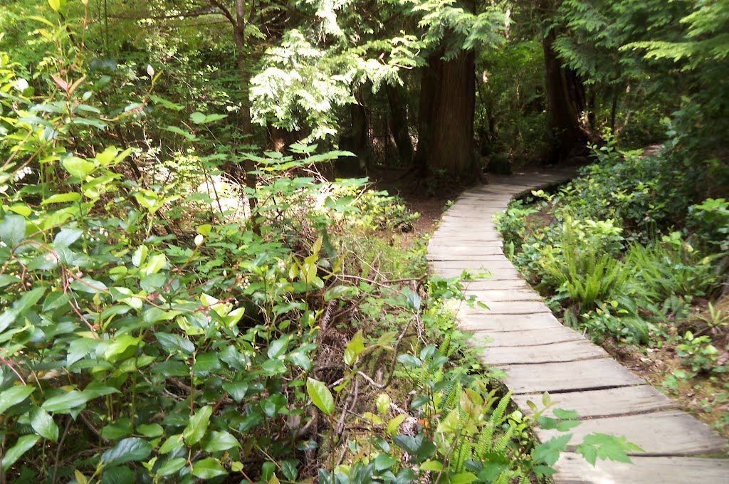 Cape Flattery Trail by chetross68