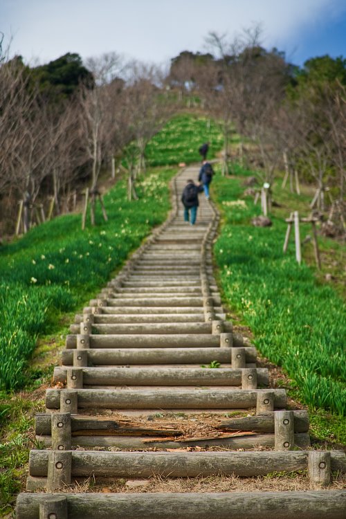 Shiranoe Botanical Garden by ascesis.image